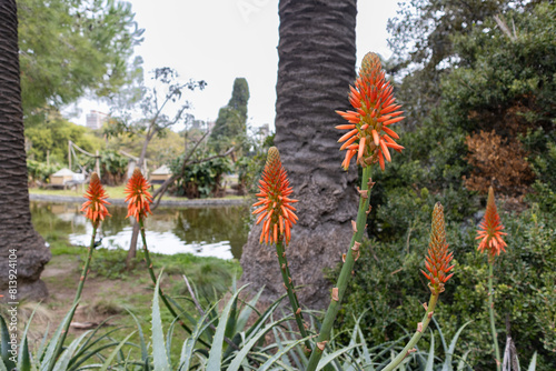 Beautiful Flowers and Plants at the Buenos Aires Eco Park