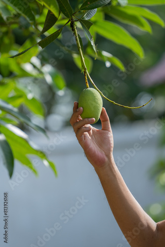 Farmers pick mangoes from the tree