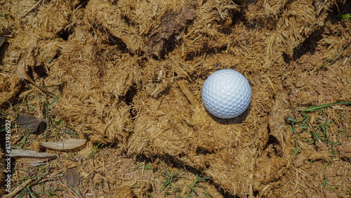 Golf ball on lephant poop in the evening golf course with sunshine background.