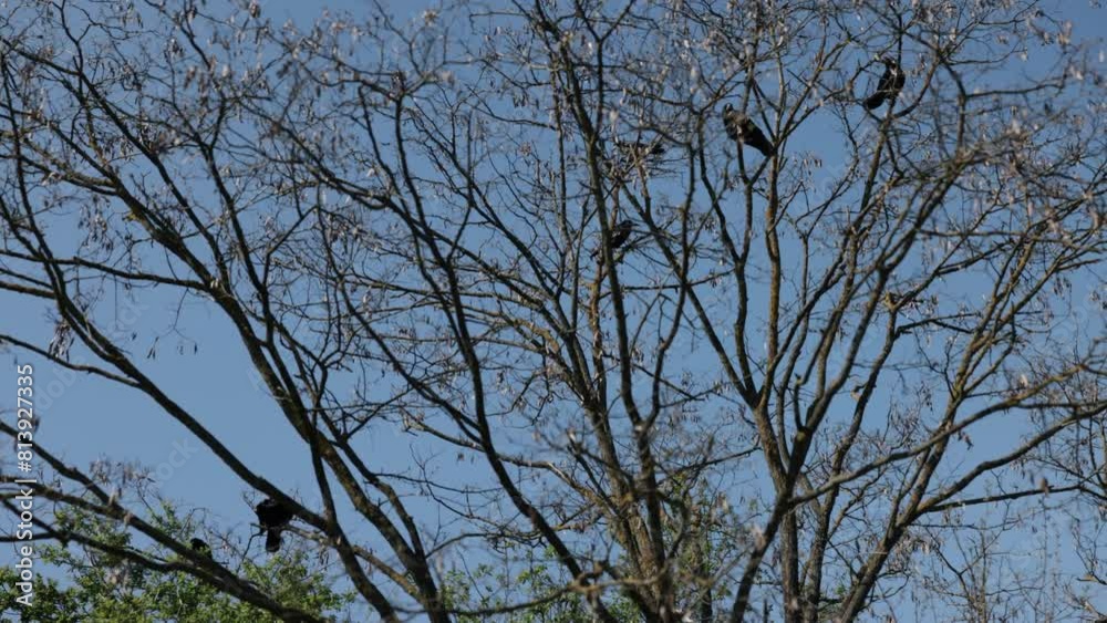 crow sitting, Flock crows, blue sky. Numerous crows rest silently on bare, stark branches trees, forming peaceful scene against backdrop bright blue sky. crow sitting, Flock crows, blue sky. Numerous crows rest silently on bare, stark branches trees, forming peaceful scene against backdrop bright blue sky.