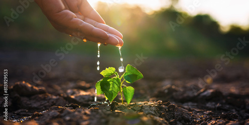 hand is watering a small plant in a dry field