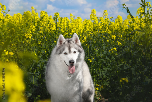 adorable happy black and white siberian husky in the charming yellow canola flowers field