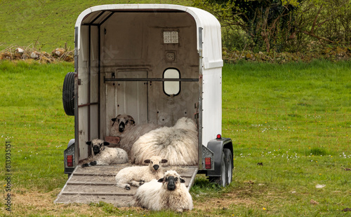 Family of sheep sheltering in a horse box