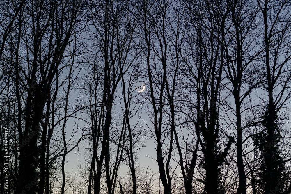 Landscape of trees silhouette against twilight sky with new moon Landscape of trees silhouette against twilight sky with new moon