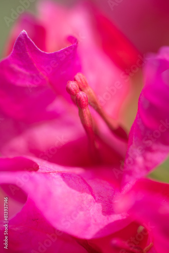 Close up view of bougainvillea flower