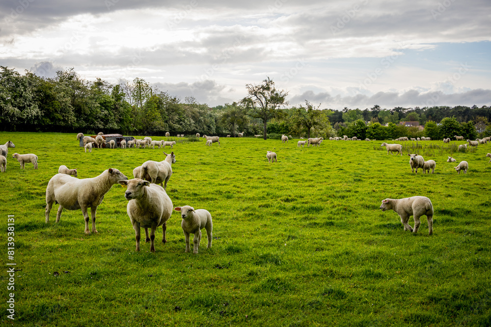 Troupeau de moutons dans un pâturage en Normandie Troupeau de moutons dans un pâturage en Normandie