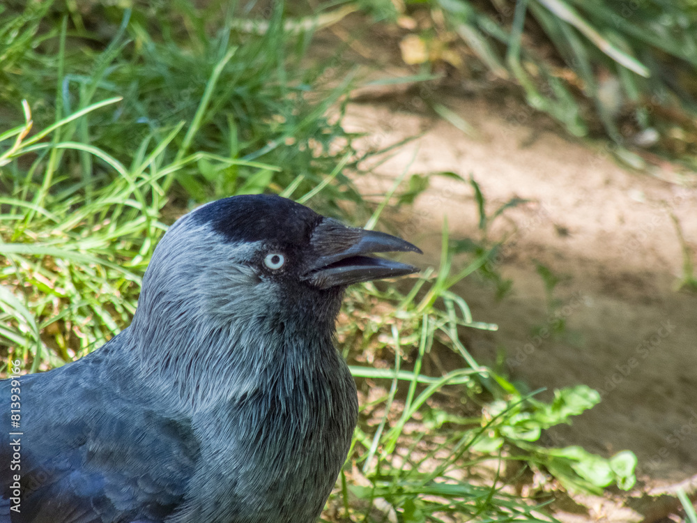 The western jackdaw (Coloeus monedula), bird walking in grass during summer sunny day The western jackdaw (Coloeus monedula), bird walking in grass during summer sunny day