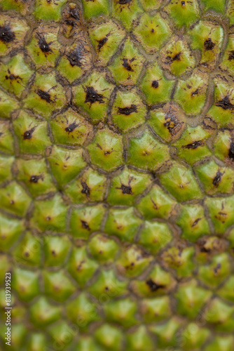 Close up view of artocarpus heterophyllus or widely known as jackfruit