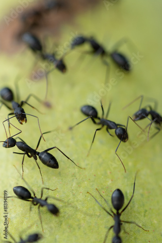 An army of black ants swarming on a mango fruit