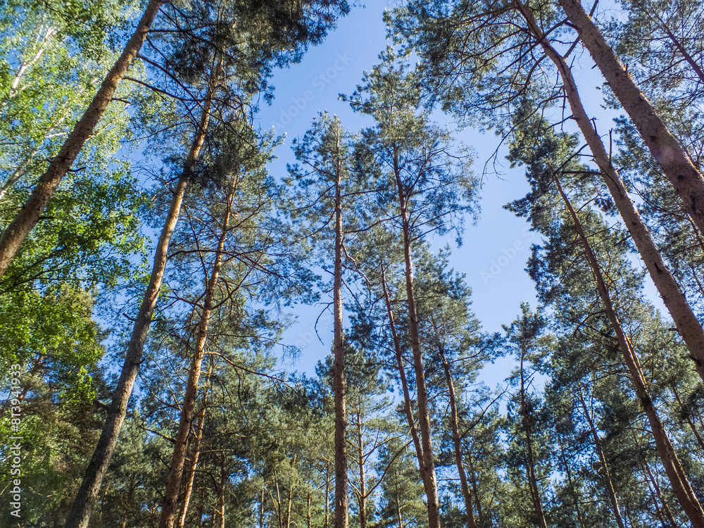 Pine forest, trees in sun light during warm sunny summer day Pine forest, trees in sun light during warm sunny summer day