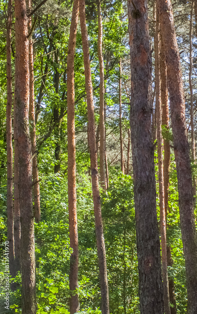 Obraz premium Pine forest, trees in sun light during warm sunny summer day