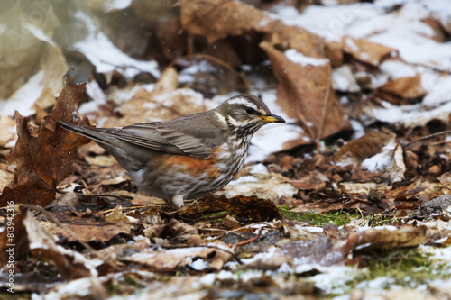 Redwing (turdus iliacus) in snowfall looking for food in the garden in spring. photo