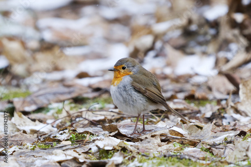 European robin (erithacus rubecula) standing on the ground in spring. © Henri