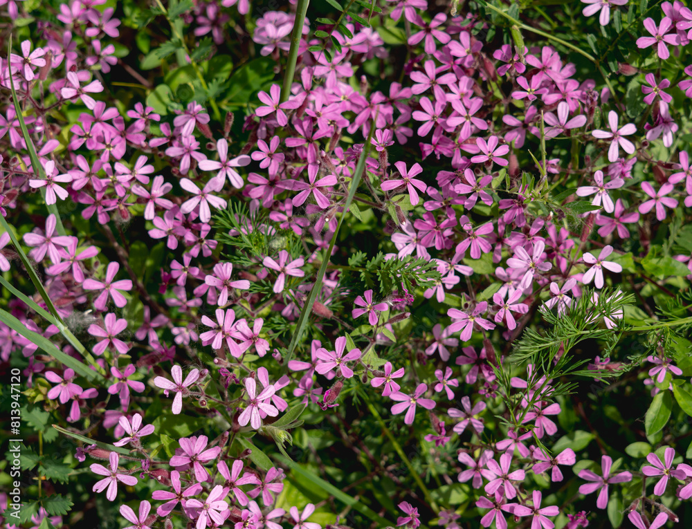Violet flowers in the meadow Violet flowers in the meadow