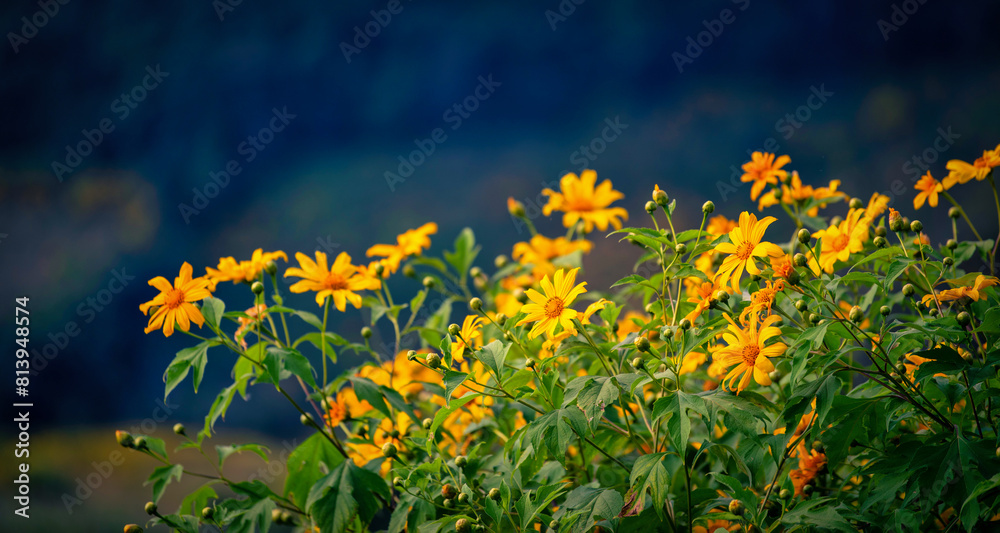 Obraz premium Mexican sunflower ( Tung Bua Tong flower) on blue sky at daytime in Mae Hong Son Province, Thailand.
