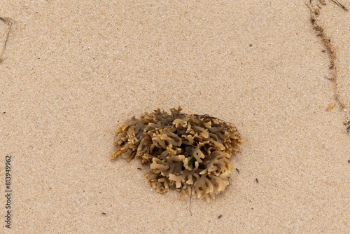 This rubbery bryozoan lay sitting on the beach. It was brought in by the tide of the ocean and sits here among the brown grains of sand. Its little tan tentacles stick out all over. photo