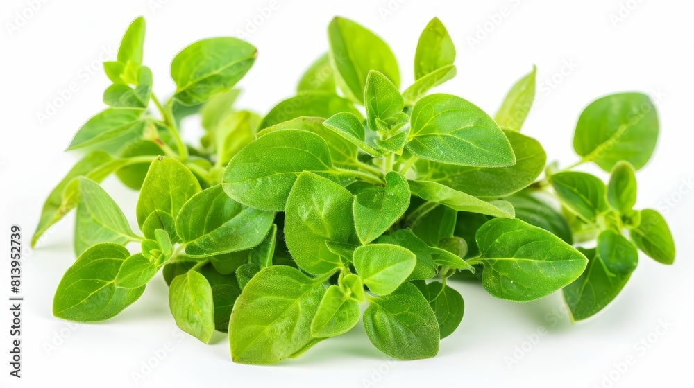 Grown without the use of pesticides, herbicides, or other chemicals, making it a safe and healthy choice. Grown without the use of pesticides, herbicides, or other chemicals, making it a safe and healthy choice.