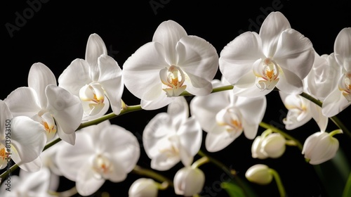 A close-up of a white orchid in mid-bloom against a dark background  highlighting its delicate petals.