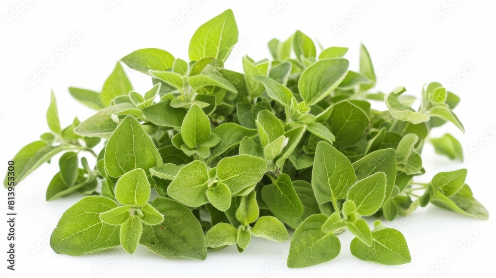 Fresh oregano bunch isolated on white background. Fresh oregano bunch isolated on white background.