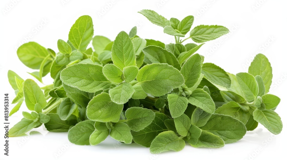 Fresh oregano bunch isolated on white background. Fresh oregano bunch isolated on white background.