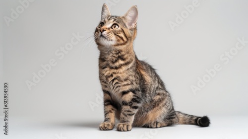 A tabby cat sitting and looking upward against a seamless gray background, with sharp focus and soft lighting.