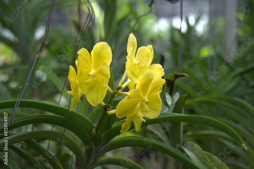 Beautiful and colorful yellow Orchid flower (Family Orchidaceae), Thailand