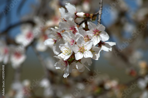 Beautiful and colorful white Japanese Cherry flowers (Prunus serrulata), Spain