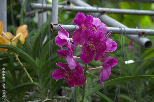 Beautiful and colorful purple / violet Orchid flower (Family Orchidaceae), Thailand