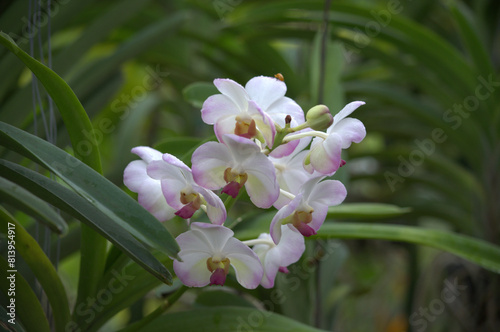 Beautiful and colorful white / purple / violet Orchid flower (Family Orchidaceae), Thailand