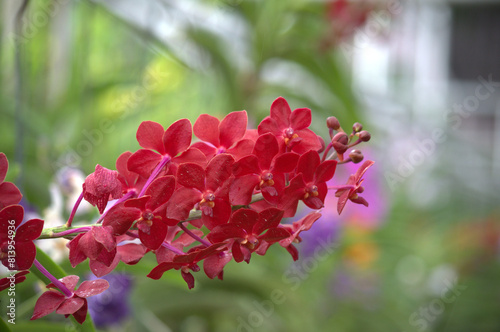 Beautiful and colorful red / pink Orchid flower (Family Orchidaceae), Thailand