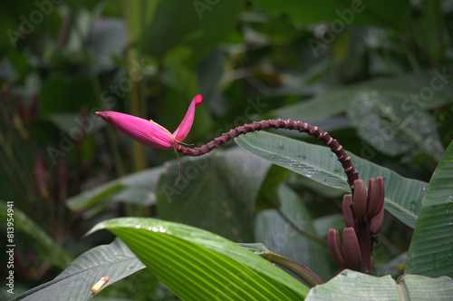 Wild beautiful and colorful Pink Banana flower (Musa velutina) in the rainforest of Costa Rica