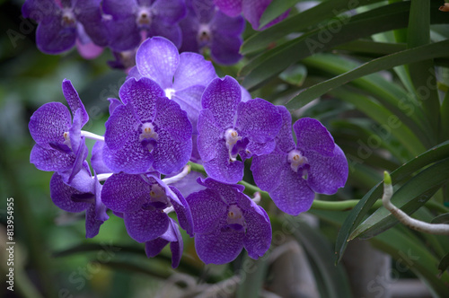 Beautiful and colorful blue / purple / violet Orchid flower (Family Orchidaceae), Thailand