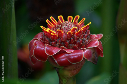 Wild beautiful and colorful red / pink Torch Ginger Flower (Etlingera elatior) in the rainforest of Costa Rica
