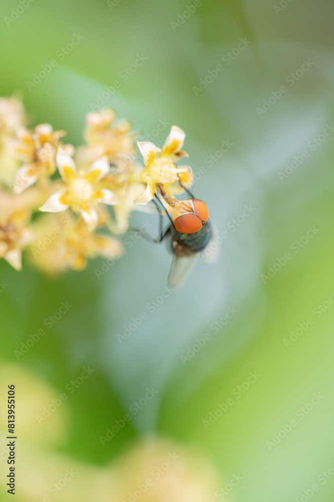 Fototapeta premium Close up view of bluebottle fly