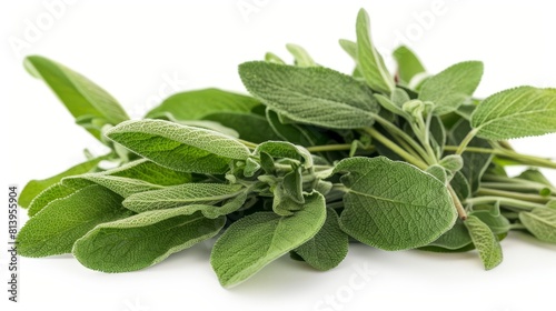 Fresh sage herb isolated on white background. photo