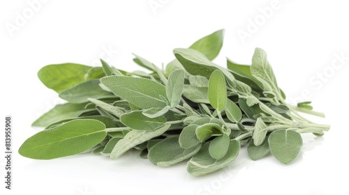 Fresh sage leaves isolated on white background photo