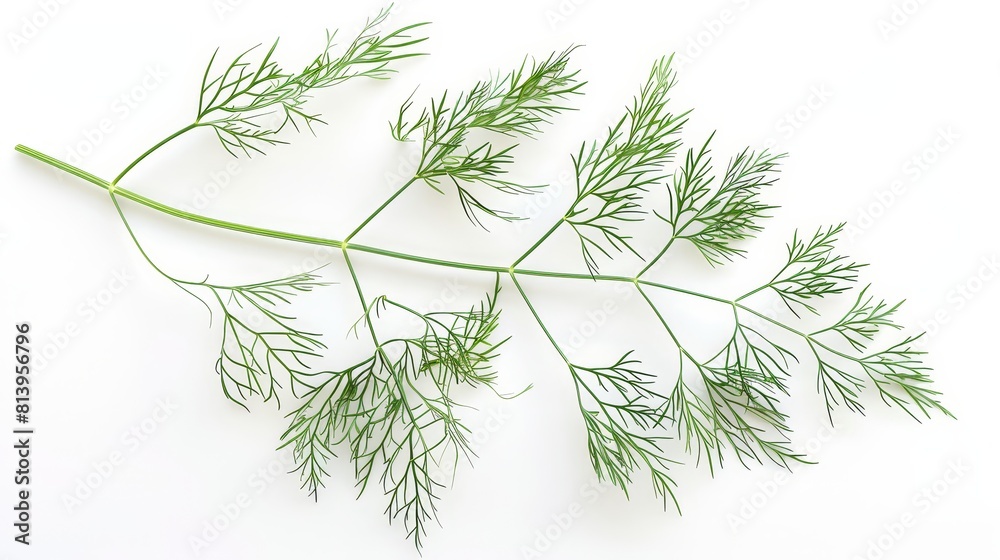 Fototapeta premium Fresh dill herb isolated on white background.