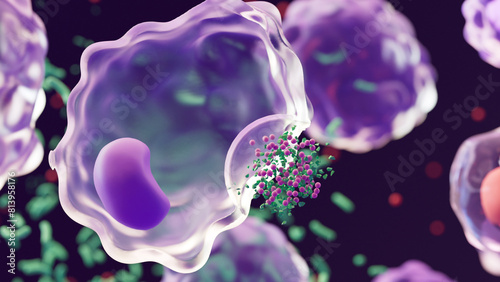 Macrophages: type of white blood cell of the immune system that engulf and digest pathogens, 
such as cancer cells, microbes, cellular debris