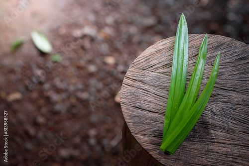 Three pandan leaves and fragrant Pandan put on large log with a beautiful pattern in blurred background and soft sunlight concept of vegetables and herbs for food and healthy.