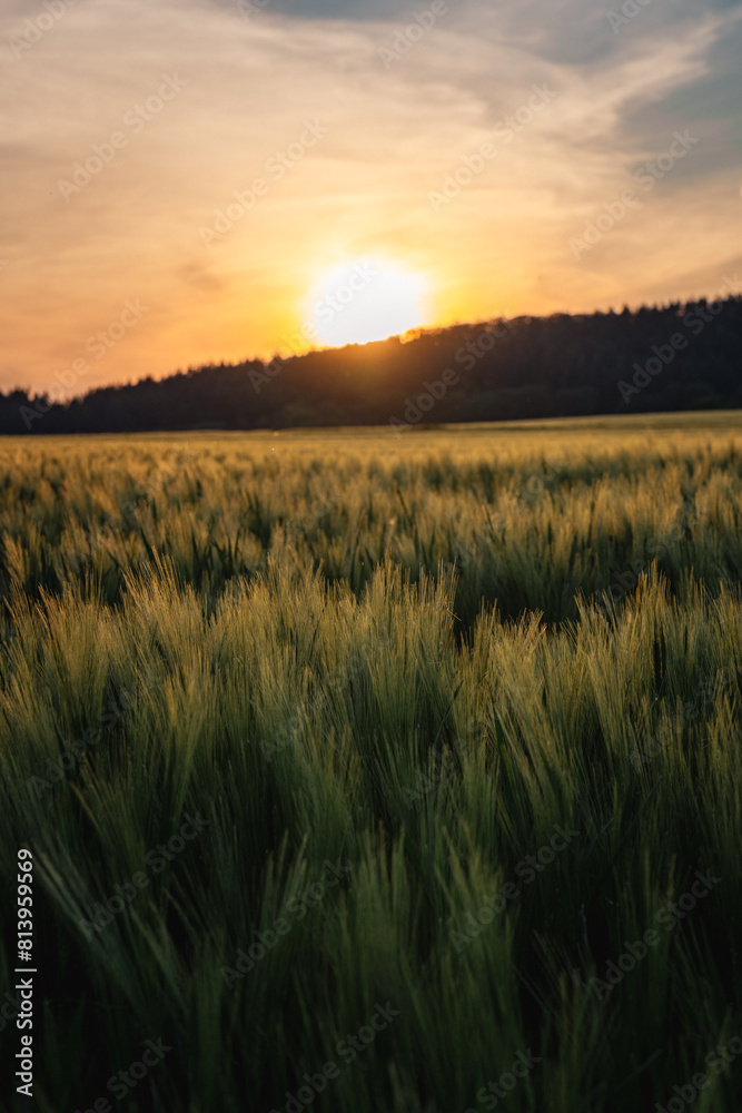 Sunset over the green barley field