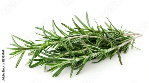 Fresh rosemary isolated on white background.