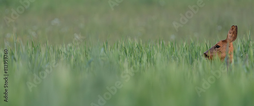 Side view of a young deers head in the green cornfield  © Anselm