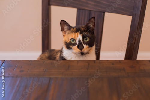 A calico cat inside