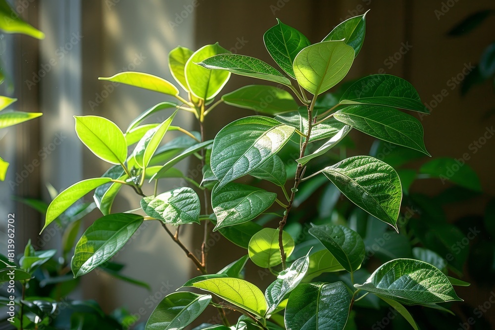 Ficus Tree in a Conservatory: Indoor tree with glossy leaves. Ficus Tree in a Conservatory: Indoor tree with glossy leaves.