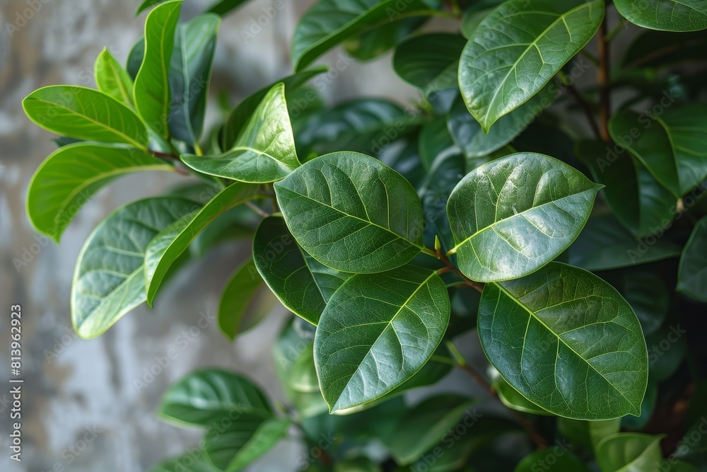 Ficus Tree in a Conservatory: Indoor tree with glossy leaves. Ficus Tree in a Conservatory: Indoor tree with glossy leaves.