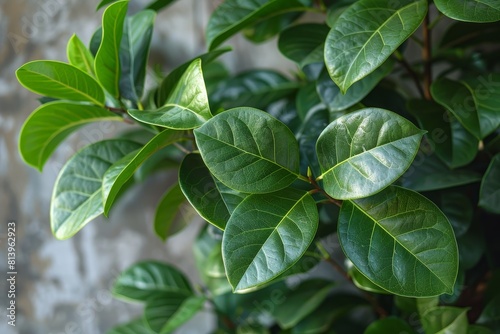 Ficus Tree in a Conservatory  Indoor tree with glossy leaves.