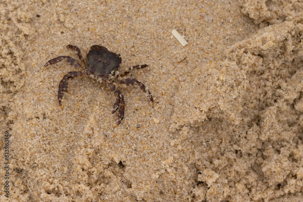 This is a picture of a cute little crab in the sand. The white bands on his legs really stands out. His little pinchers facing towards danger. This is a Japanese Shore crab and came up onto the beach. This is a picture of a cute little crab in the sand. The white bands on his legs really stands out. His little pinchers facing towards danger. This is a Japanese Shore crab and came up onto the beach.