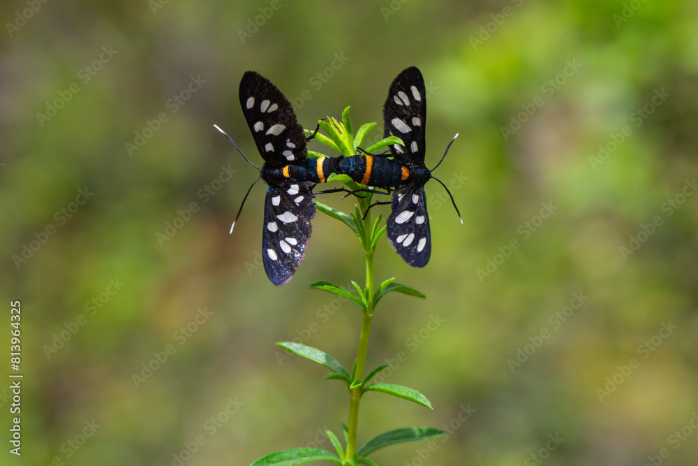 nine-spotted moth sitting on green leaf. Yellow belted burnet Amata phegea, formerly Syntomis phegea. Nine-spotted moth. Amata nigricornis. pair of butterflies copulate in the forest. Wild insects