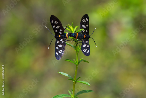 nine-spotted moth sitting on green leaf. Yellow belted burnet Amata phegea, formerly Syntomis phegea. Nine-spotted moth. Amata nigricornis. pair of butterflies copulate in the forest. Wild insects © blackdiamond67