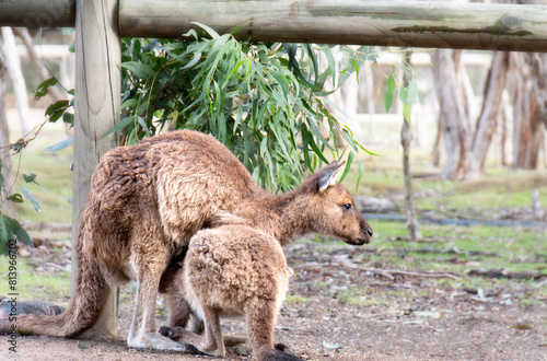 young Kangaroo feeding from his mother s pouch